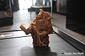 VBS_3135 - Mostra Body Worlds